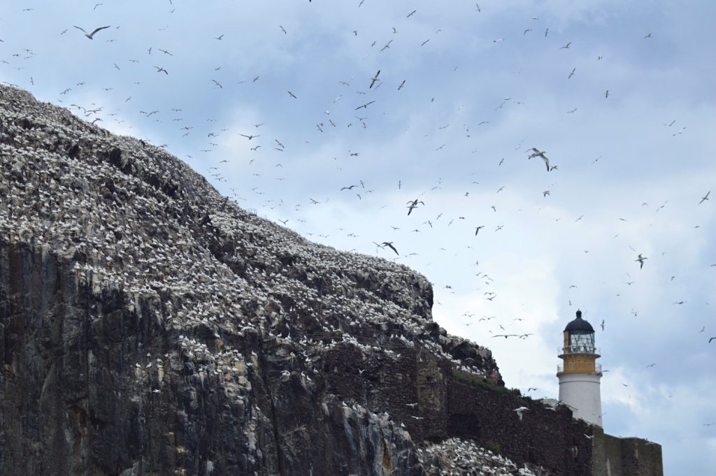Away with the birds: A trip to Bass Rock