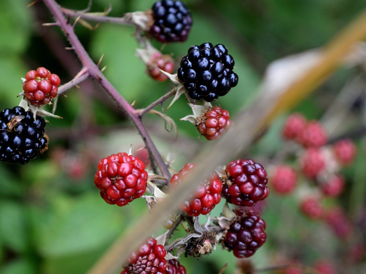 berries-thoughts-on-blogging-header
