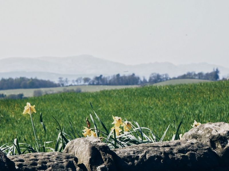 Daffodils behind a wall, with a view to hills on the horizon